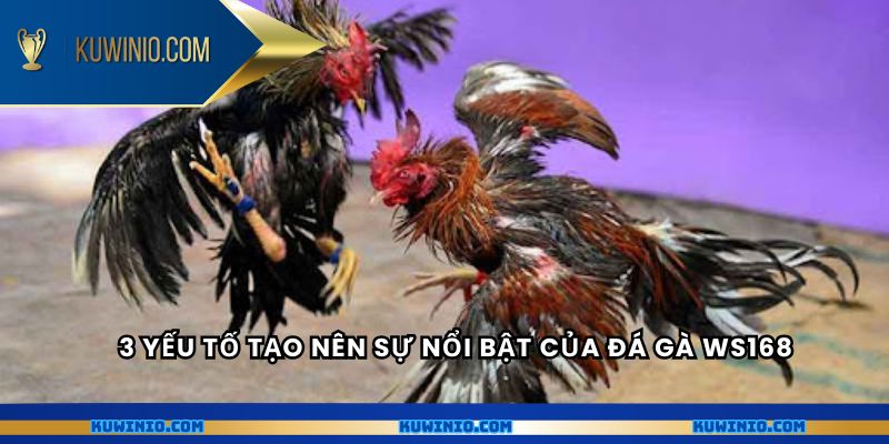 3 yếu tố tạo nên sự nổi bật của đá gà Ws168