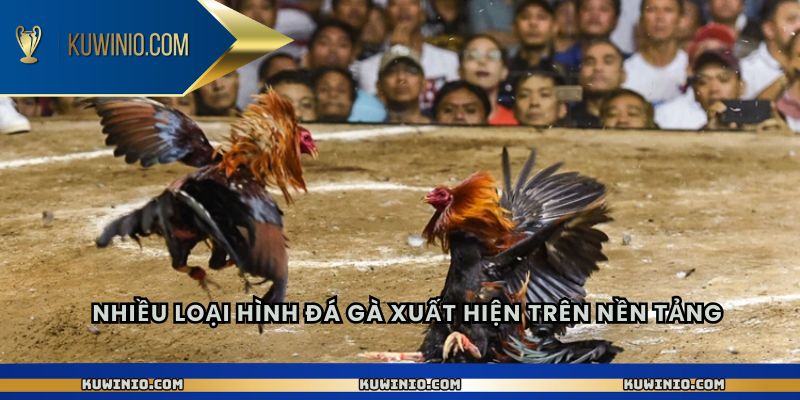 Nhiều loại hình đá gà xuất hiện trên nền tảng 