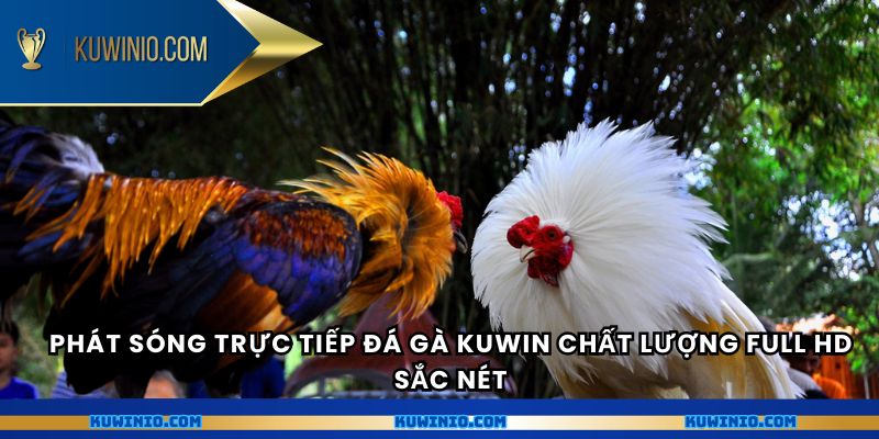 Phát sóng trực tiếp đá gà Kuwin chất lượng full HD sắc nét