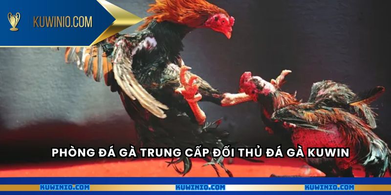 Phòng đá gà trung cấp đối thủ đá gà Kuwin